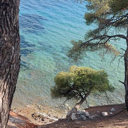 "Pine&Sea" Kastamoniti Beach Nikiti  Esterno foto