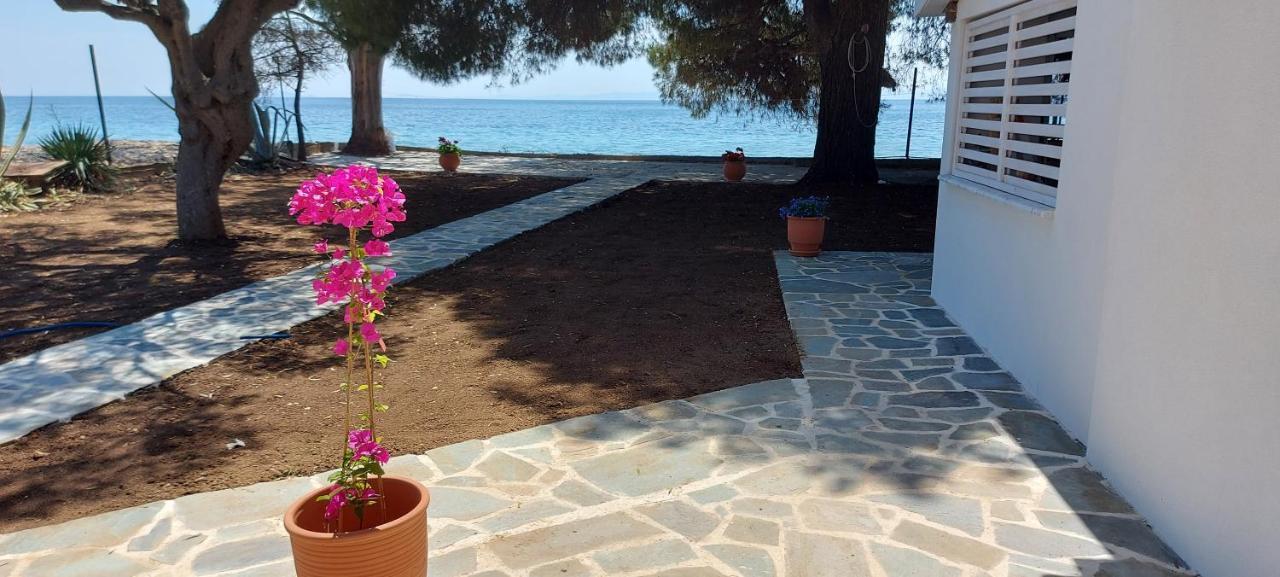 "Pine&Sea" Kastamoniti Beach Nikiti  Esterno foto