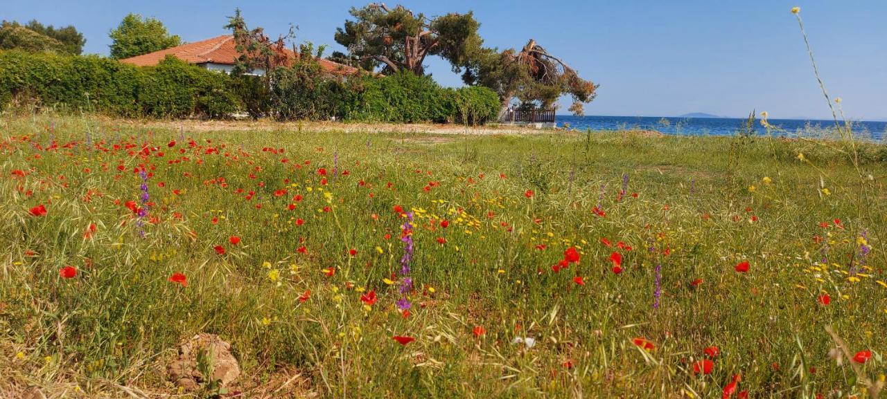 "Pine&Sea" Kastamoniti Beach Nikiti  Esterno foto