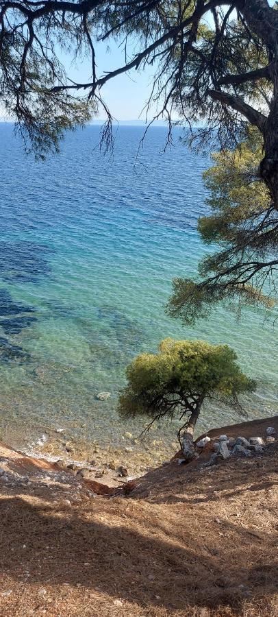 "Pine&Sea" Kastamoniti Beach Nikiti  Esterno foto